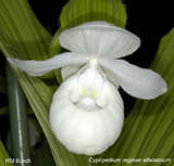 Cypripedium reginae albolabium